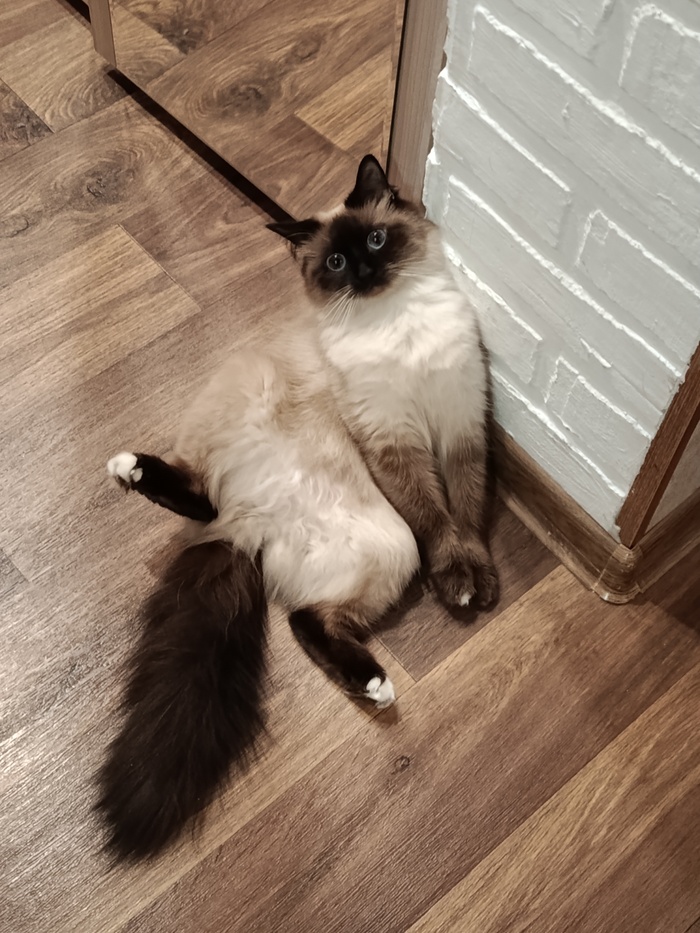 Ответ на пост «Моя лучшая фотография кота»