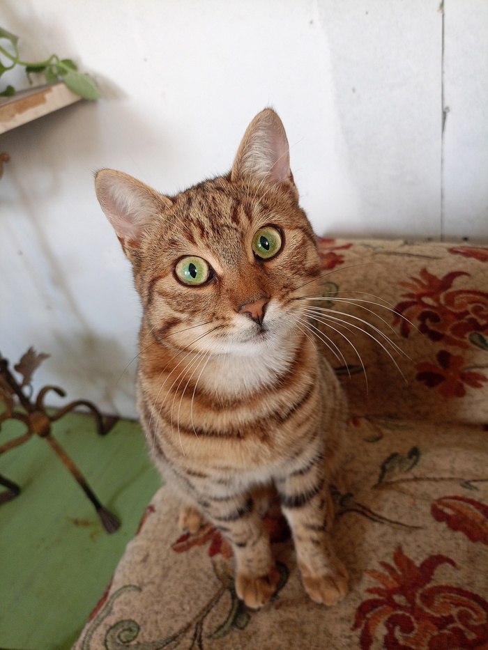 ��� ��� ����)