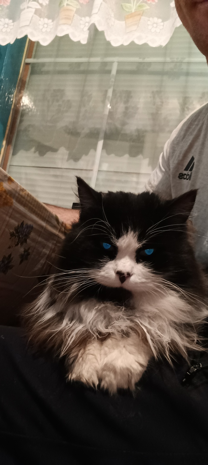 Ответ на пост «"Подтвердите, что вы пикабушник, добавив фото кота"»