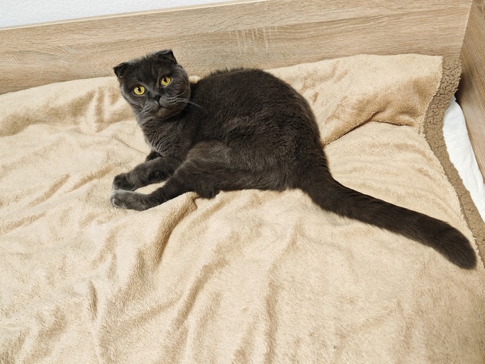 Ответ chukotman в «"Подтвердите, что вы пикабушник, добавив фото кота"»