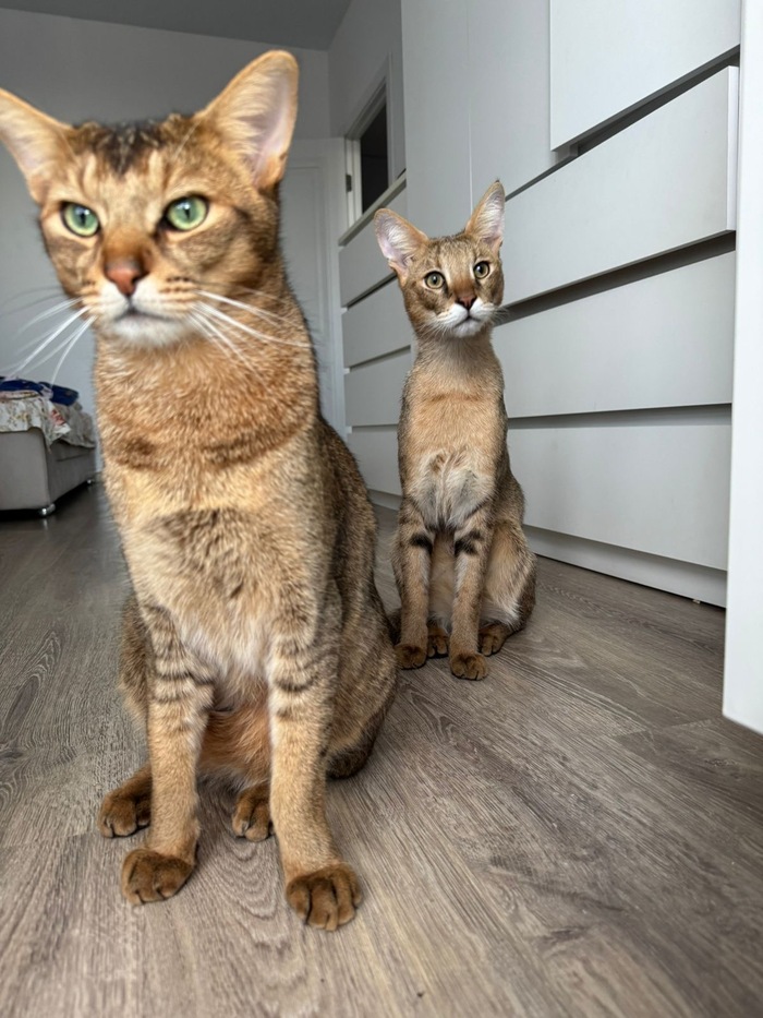 � ��� ��� ���� �����������