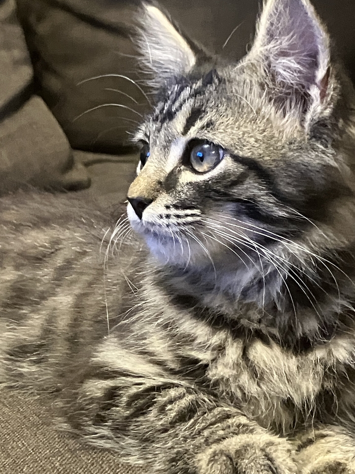 Моя лучшая фотография кота