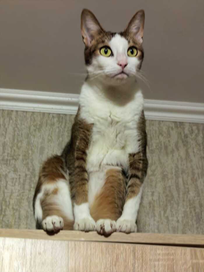 Ответ на пост «Моя лучшая фотография кота»