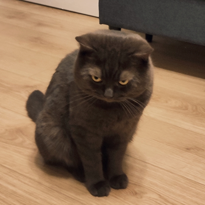 Ответ на пост «Моя лучшая фотография кота»