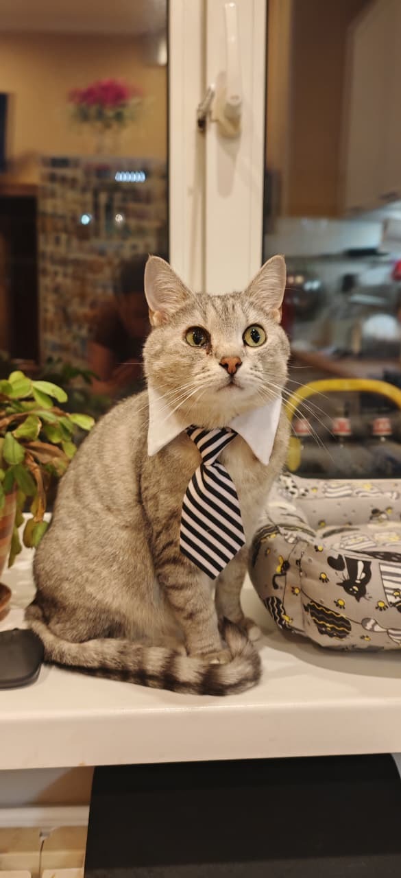 Ответ на пост «Моя лучшая фотография кота»