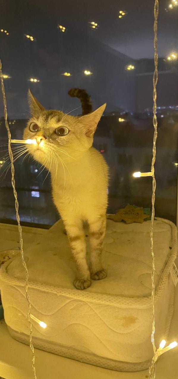 Ответ Samrick в «Моя лучшая фотография кота»