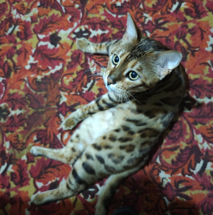 Тимоша в позе “я сейчас подумаю”