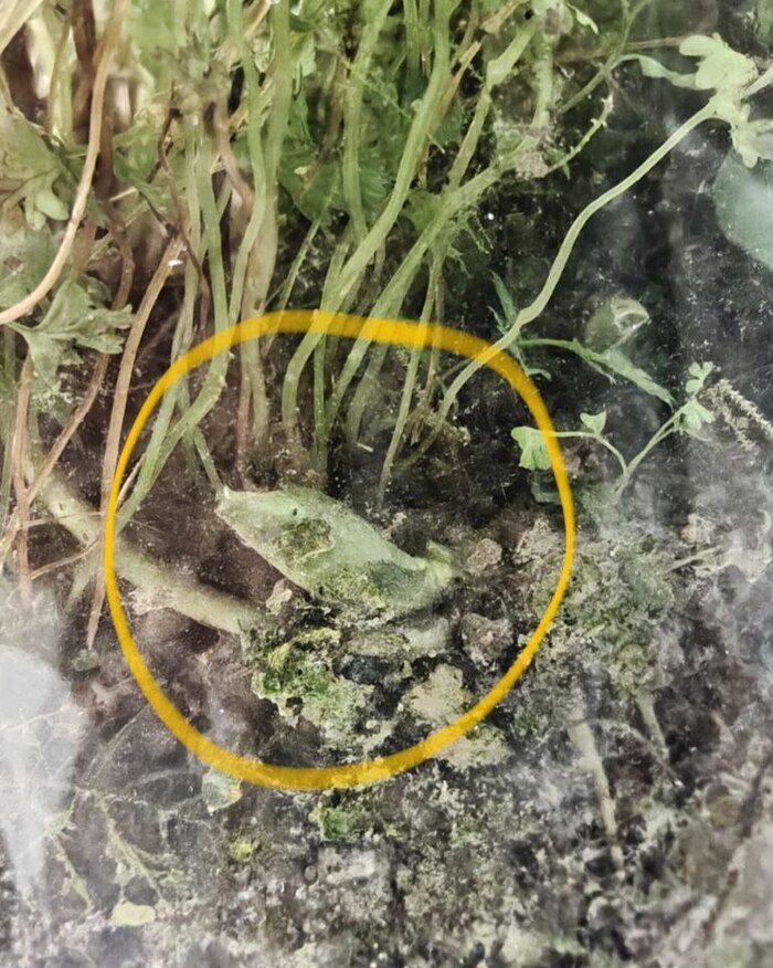 Молодой лист копытня