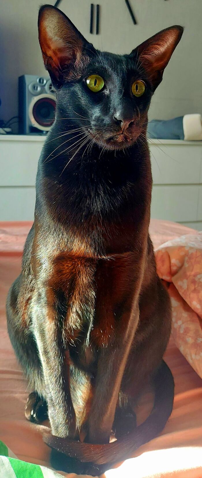 ����� �� ���� �������� �� 0 �� 10�