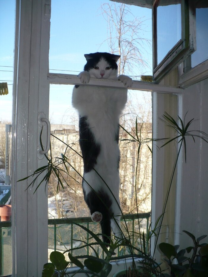 Ответ на пост «Моя лучшая фотография кота»