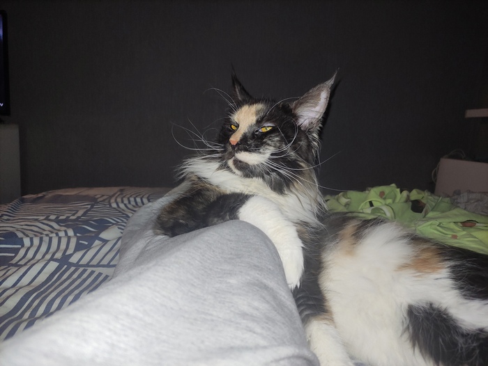 На волне постов о котах