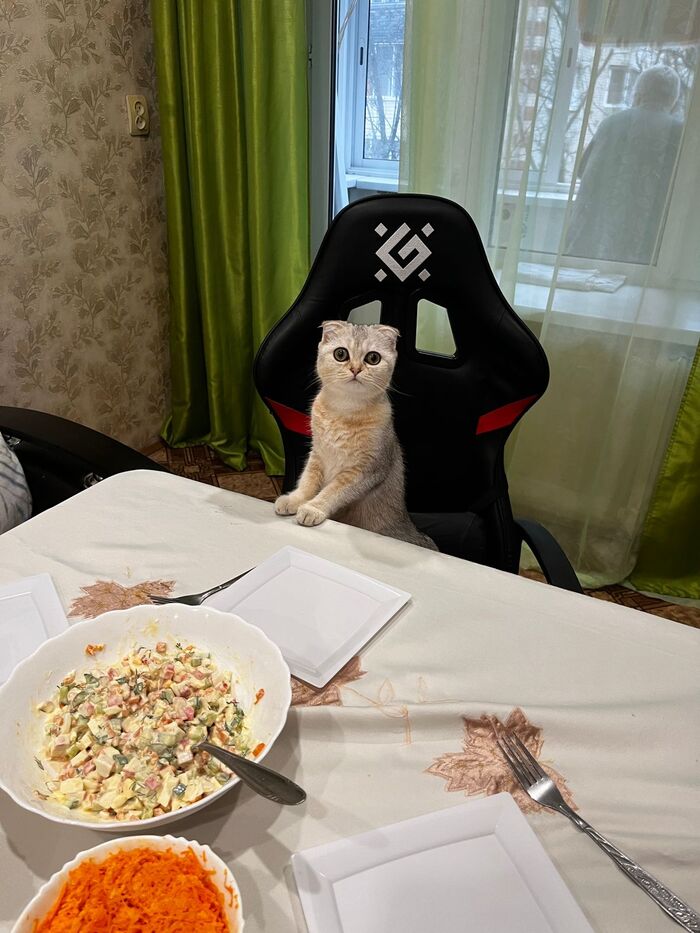 Ответ на пост "Моя лучшая фотография кота в этом году"