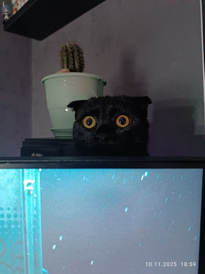 ������ ����