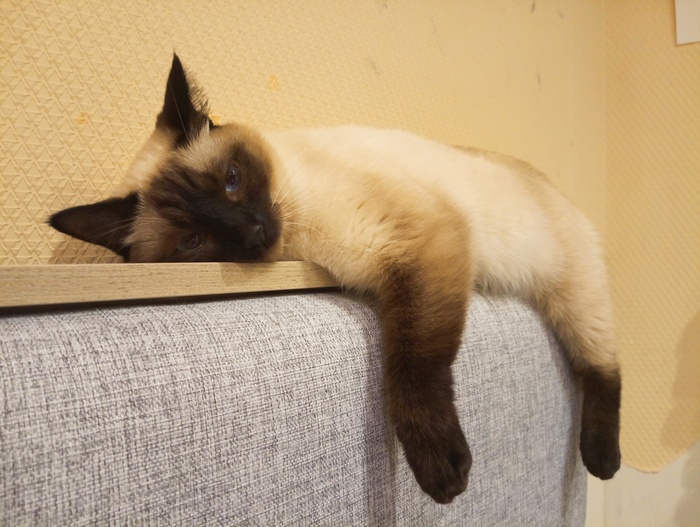 Устала. Весь день работала хорошей кисой