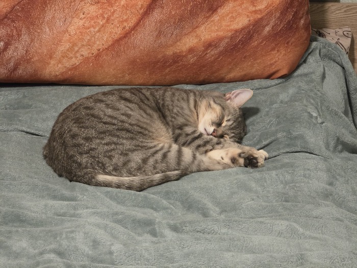 Ответ на пост «Моя лучшая фотография кота»