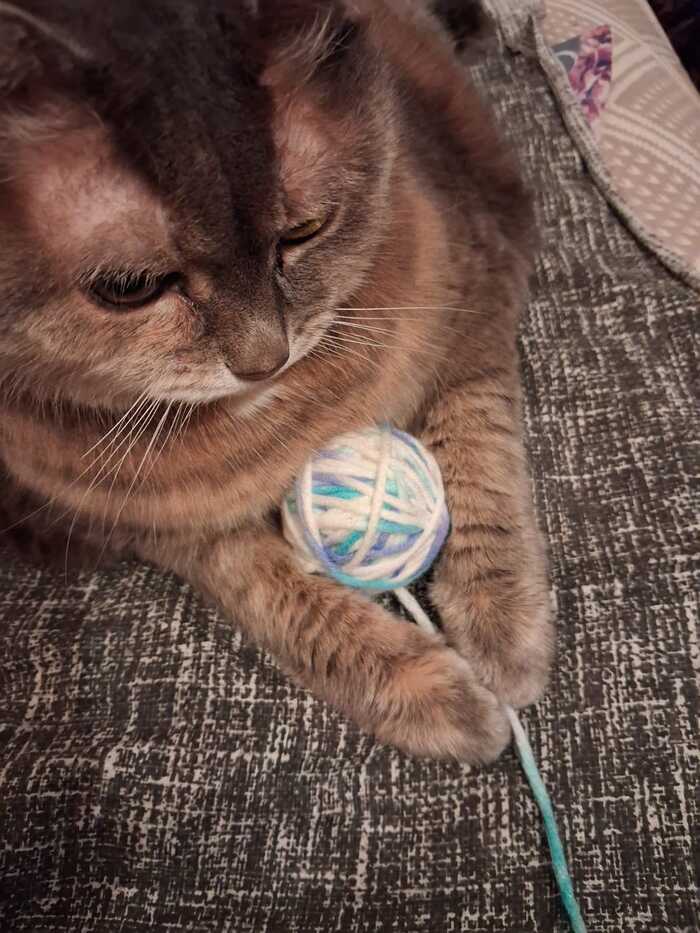 Просто грустный кошарас