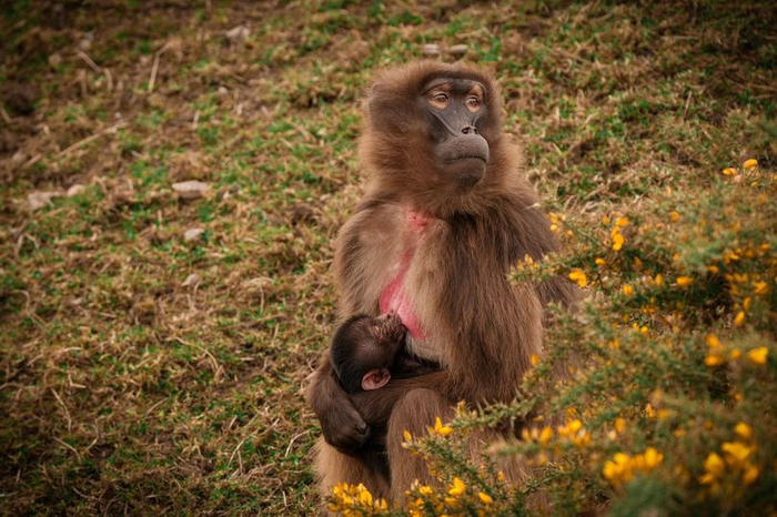 У гелад, кстати, грудное вскармливание класса люкс. Соски у самок расположены очень близко друг к другу, поэтому если детёныш один, он пьет молочко сразу из двух грудей.