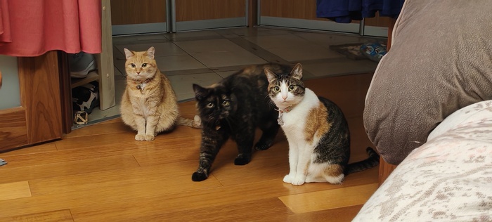 ��� �����