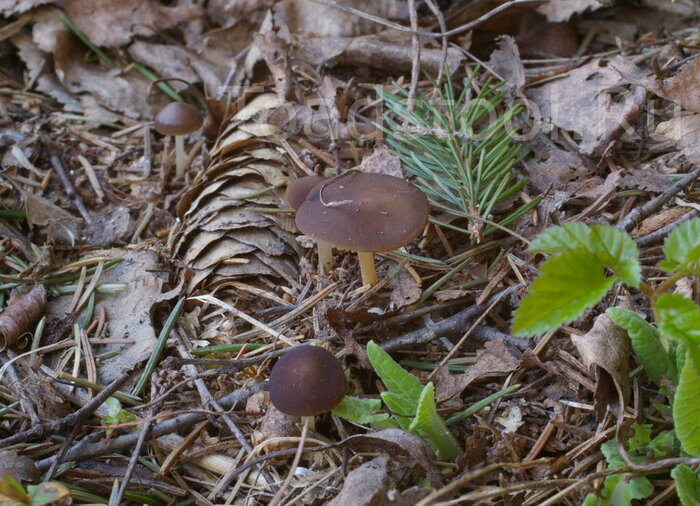 Стробилюрус съедобный. Фото И. Лебединского с сайта <!--noindex--><a href="https://pikabu.ru/story/shishkolyub_sedobnyiy_13510207?u=http%3A%2F%2Ftoadstool.ru&t=toadstool.ru&h=280ab04c08a7a7dd8c59222b52e3fd1b17d6a7d6" title="http://toadstool.ru" target="_blank" rel="nofollow noopener">toadstool.ru</a><!--/noindex-->.