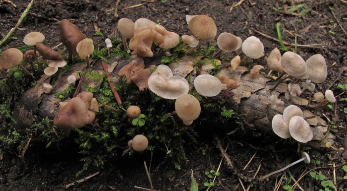 Стробилюрус съедобный. Фото с сайта <!--noindex--><a href="https://pikabu.ru/story/shishkolyub_sedobnyiy_13510207?u=http%3A%2F%2Fpicturemushroom.com&t=picturemushroom.com&h=d45eaf982468a75ecf19b47de9ce9cb5b64ba8bc" title="http://picturemushroom.com" target="_blank" rel="nofollow noopener">picturemushroom.com</a><!--/noindex-->.