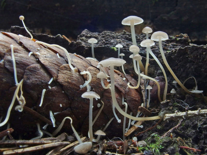 Стробилюрус съедобный. Фото М. Карпова.