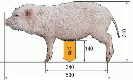 ���������� �������� ������ ��������