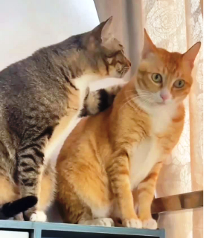 Расскажу тебе секрет, в Вискасе всего три процента мяса, остальное субпродукты)