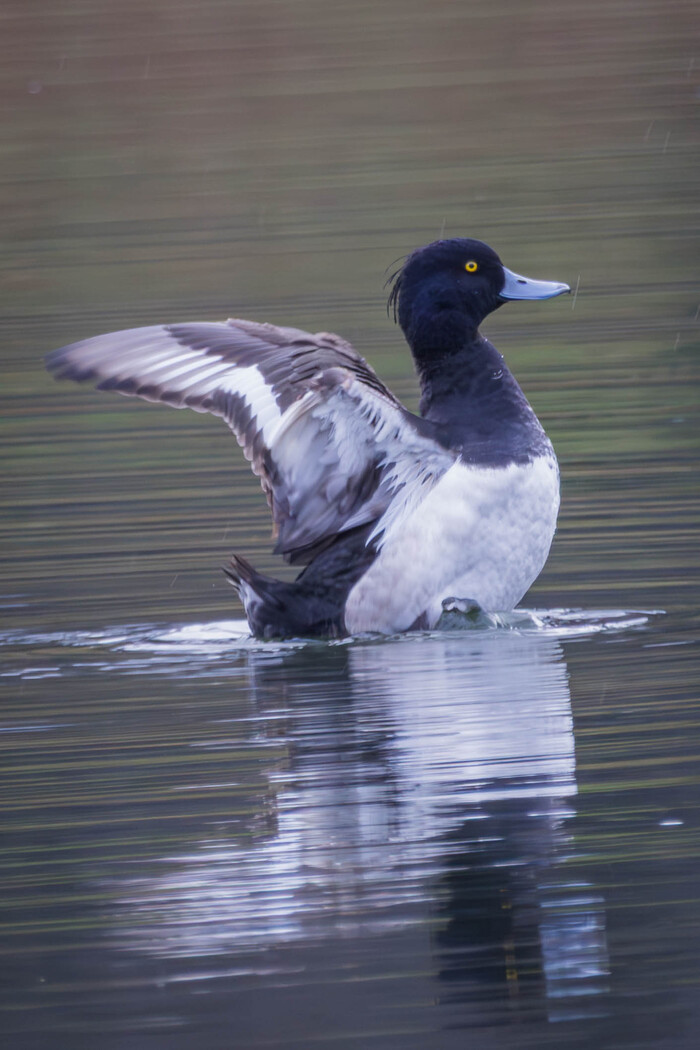 (������ �� �������� ��� ������� ��������)