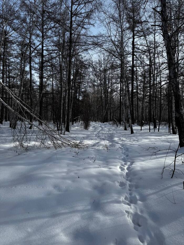 ������ ����� ���������