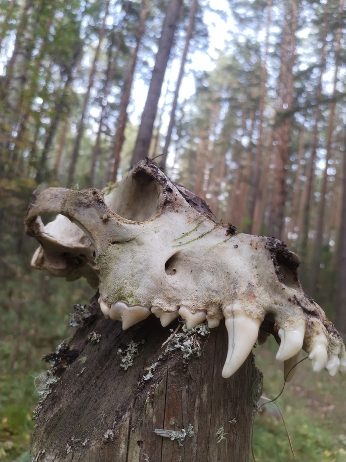 ��� ����� ������� �����. 