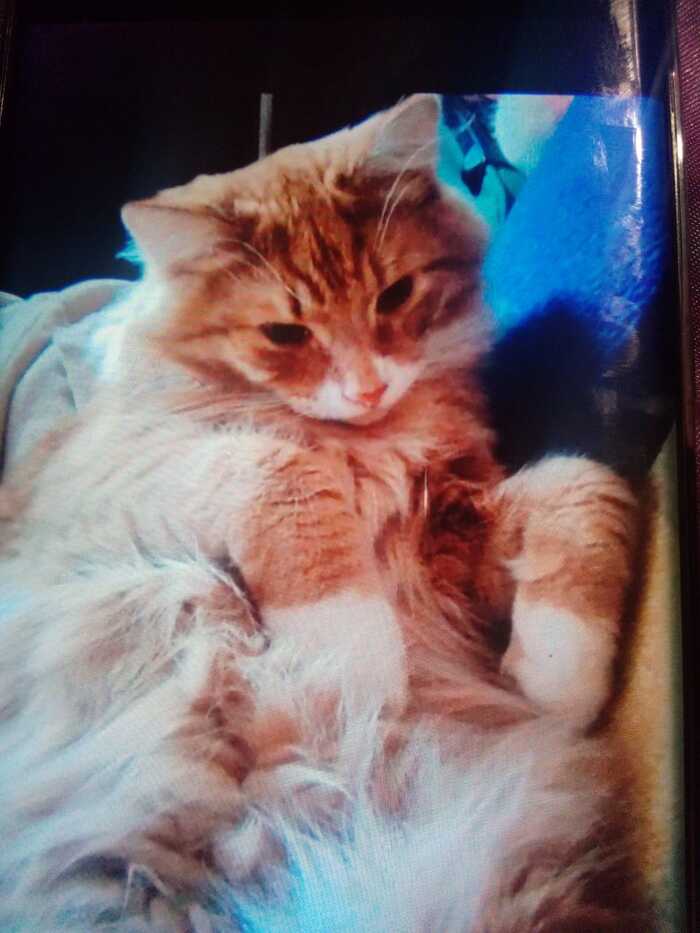 Лучшая фотография кота