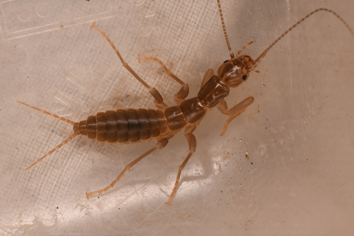 Grylloblatta scudderi, Канада, © Chloe and Trevor Van Loon, некоторые права защищены (CC-BY)