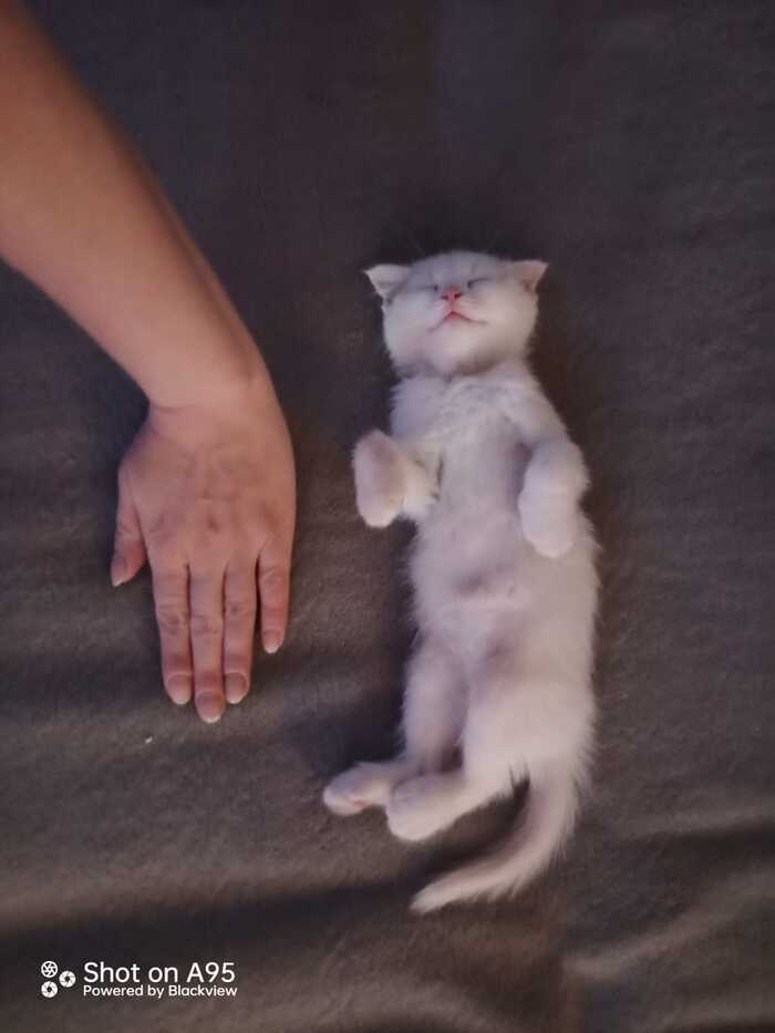 Моя лучшая фотография кота