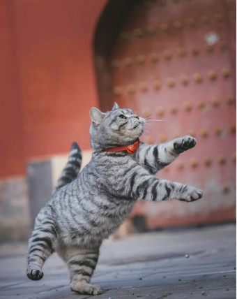 Делюсь хорошим настроением, когда утром встал с той лапы)