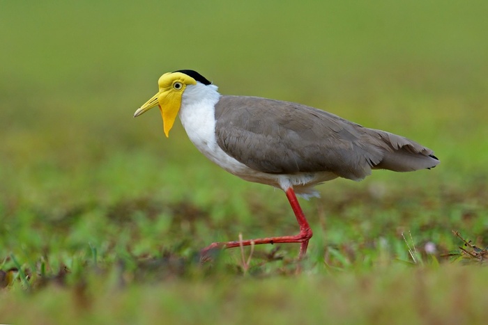 Солдатский чибис