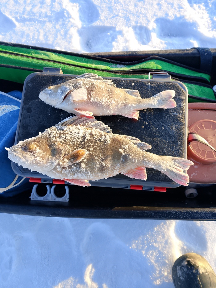 Открылся по первому льду