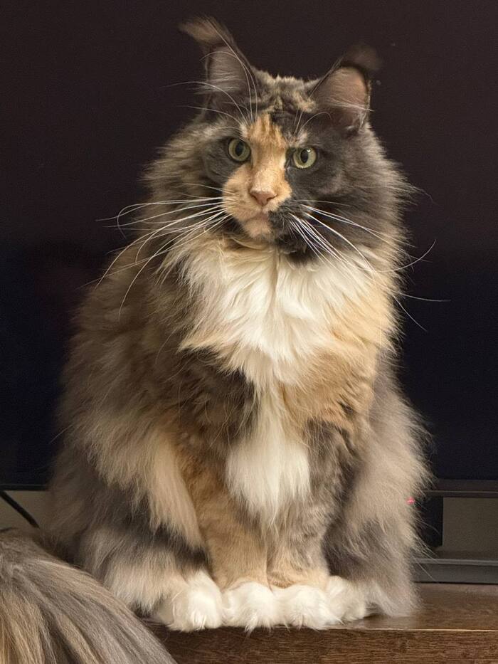 Моя лучшая фотография кота