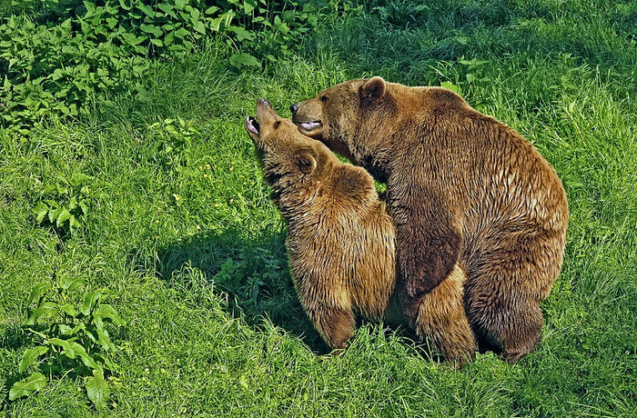 ������ ����������, ������ ������� ������� ������� ������� ����!