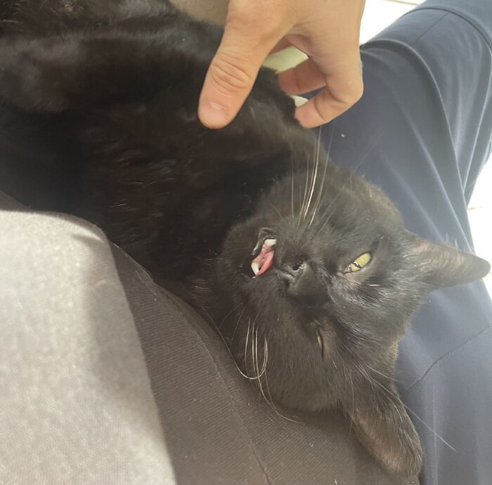 Cat.exe �� ��������