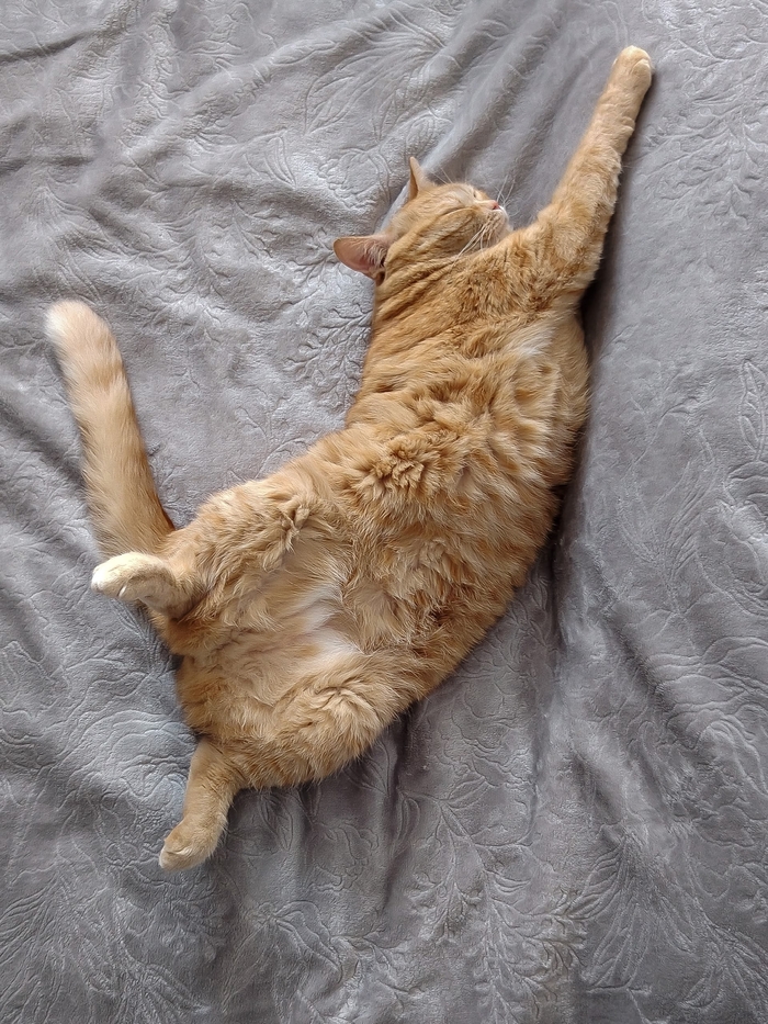 Моя лучшая фотография кошки