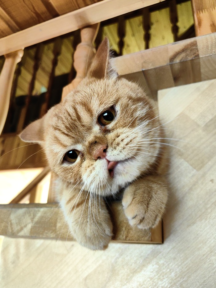 Мое лучшее фото кота