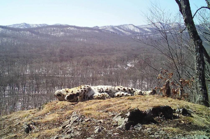 Леопард спит "без задних лап". Фото<a href="https://pikabu.ru/story/na_rasslabone_13511784?u=https%3A%2F%2Ft.me%2Famurleo_land%2F7490&t=%D0%BE%D1%82%D1%81%D1%8E%D0%B4%D0%B0&h=47de4b23822a4f4daff808568b3204d76635514f" title="https://t.me/amurleo_land/7490" target="_blank" rel="nofollow noopener"> отсюда</a>