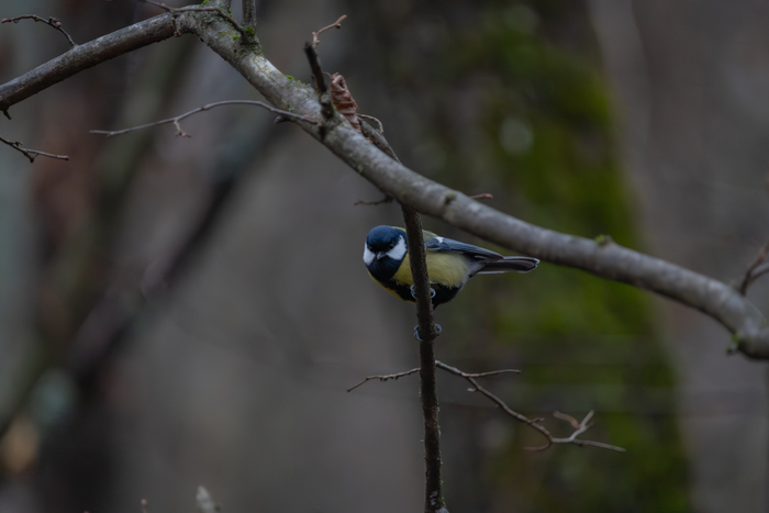 �� - �����