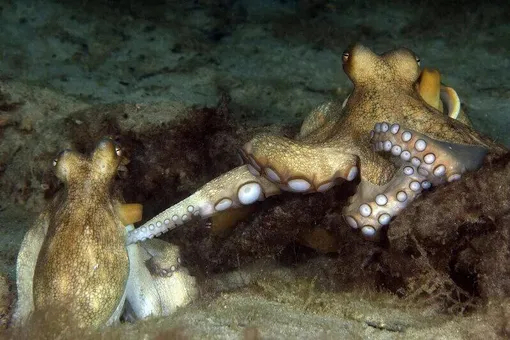 ���������� ����������.