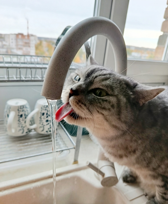 Ответ на пост «Моя лучшая фотография кота»