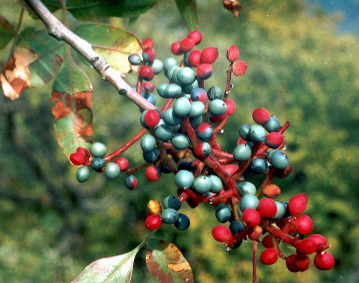 �������� � ��� M&amp;M's.