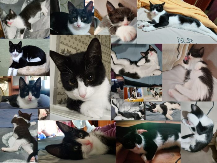 Пирожок во всех ипостастасях)