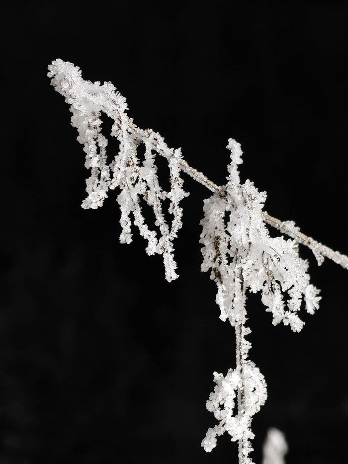 Замёрзшая веточка