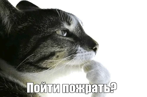Always relevant - My, cat, Memes, meme generator, Actual