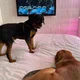 ������ ������������ LLlypuk80